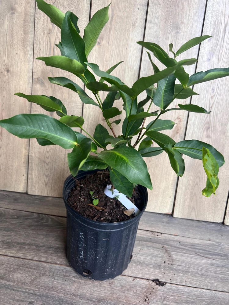 Green Wax Apple Live Plant – 3 Gallon Air Layered Tropical Fruit Tree - Cannot ship to CA - Image 7