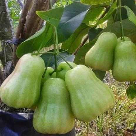 Green Wax Apple Live Plant – 3 Gallon Air Layered Tropical Fruit Tree - Cannot ship to CA - Image 1