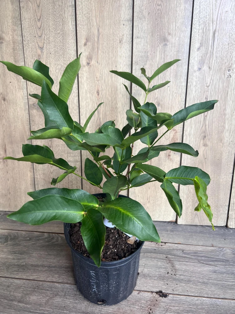 Green Wax Apple Live Plant – 3 Gallon Air Layered Tropical Fruit Tree - Cannot ship to CA - Image 8