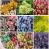 Ground Cover Sedum Live Plants - 3 Pack Ultimate Rainbow Mix - Image 1