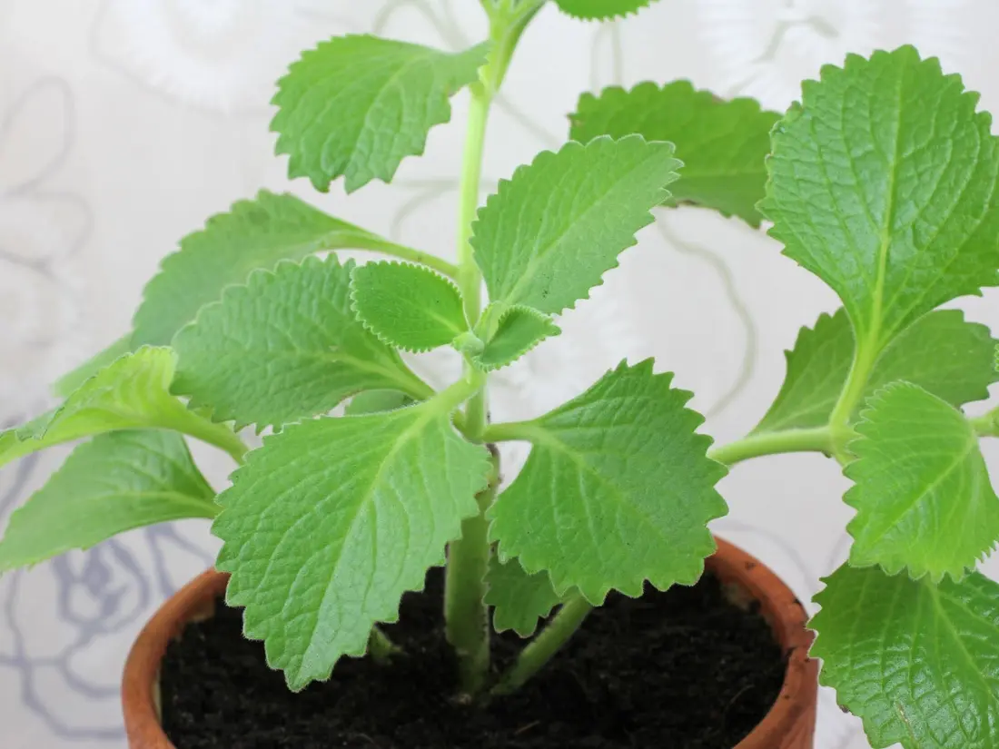 How to Grow Cuban Oregano Plants: A Complete Care Guide