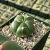 Gymnocalycium Horstii Live Plant - Green Tomato Cactus in 4-inch Pot, Indoor Succulent - Image 1