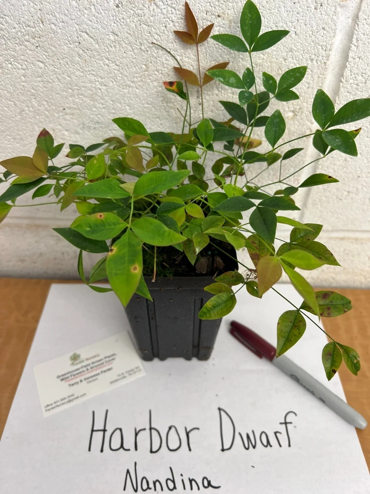 Harbor Dwarf Nandina Live Plant – Compact Shrub – 4 inch Pot – Outdoor - Image 2