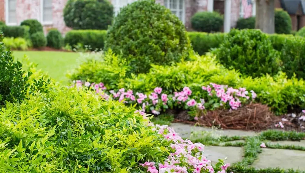 Harbor Dwarf Nandina Live Plant – Compact Shrub – 4 inch Pot – Outdoor - Image 3