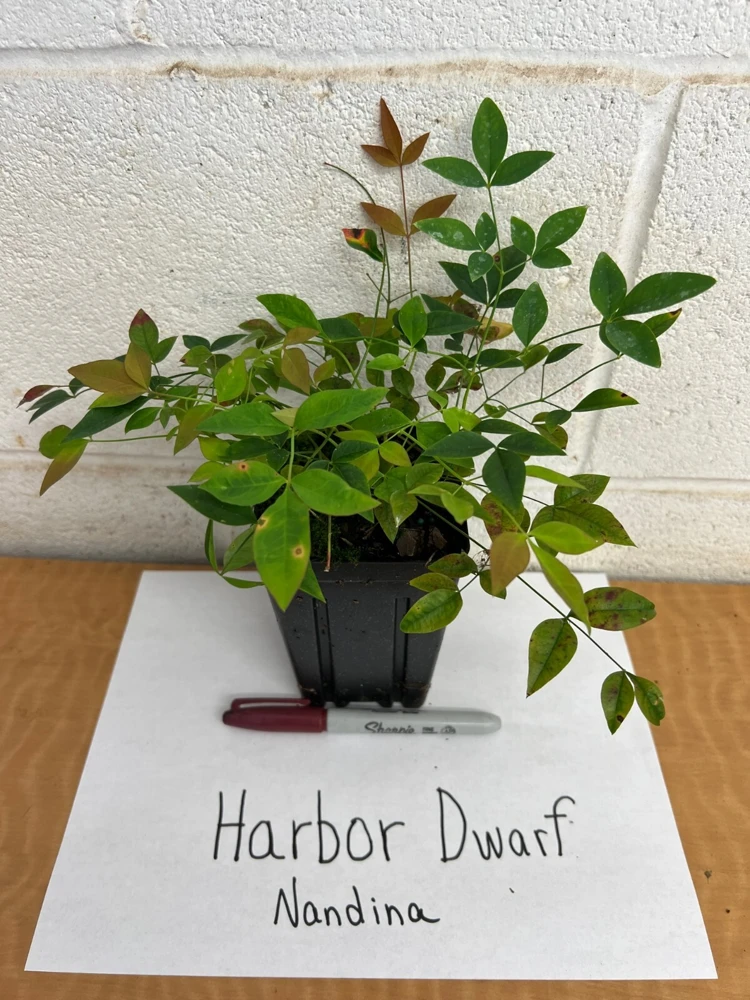 Harbor Dwarf Nandina Live Plant – Compact Shrub – 4 inch Pot – Outdoor - Image 4