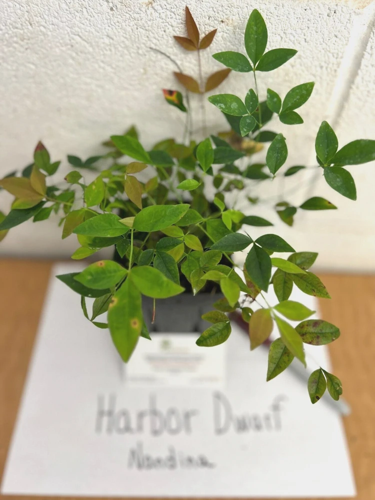 Harbor Dwarf Nandina Live Plant – Compact Shrub – 4 inch Pot – Outdoor - Image 5
