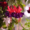 Hardy Fuchsia Purple Flower Live Plant – 4 inch Pot – Outdoor Garden - Image 1