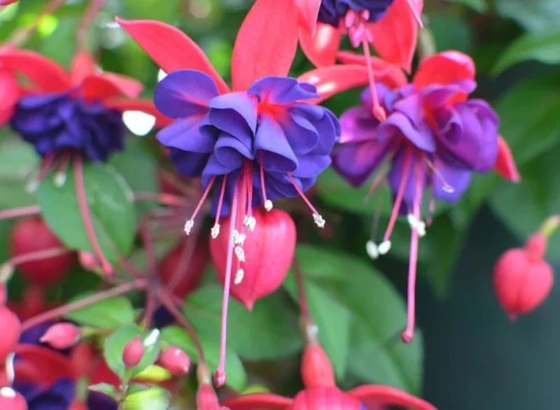 Hardy Fuchsia Purple Flower Live Plant – 4 inch Tall – Outdoor Bush & Shrub - Image 2