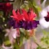 Hardy Fuchsia Purple Flower Live Plant – 4 inch Tall – Outdoor Bush & Shrub - Image 1