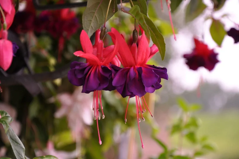Hardy Fuchsia Purple Flower Live Plant – 4 inch Tall – Outdoor Bush & Shrub - Image 1