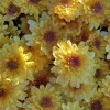 Hardy Garden Mum Live Plant - Gold with Eye Chrysanthemum - 4in Tall - Image 1