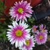 Hardy Garden Mum Live Plant - Saba Chrysanthemum - 4 Inch Tall Perennial for Outdoor Gardens - Image 1