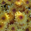 Hardy Gold Chrysanthemum Live Plant - 4" Pot - Outdoor Garden Mum - Image 1