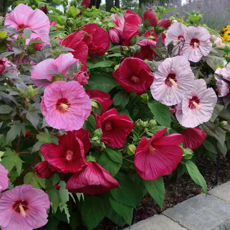 Hardy Hibiscus Luna Mix Live Plant - 2-5" Tall - Giant Perennial Flowers, Outdoor - Image 2