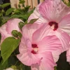 Hardy Hibiscus Luna Mix Live Plant - 2-5" Tall - Giant Perennial Flowers, Outdoor - Image 1