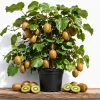 Hardy Kiwi Live Plants - Set of 2 Starter Vines 4-6 Inch, Fruit Vine, USDA Zones 4-9 - Image 1