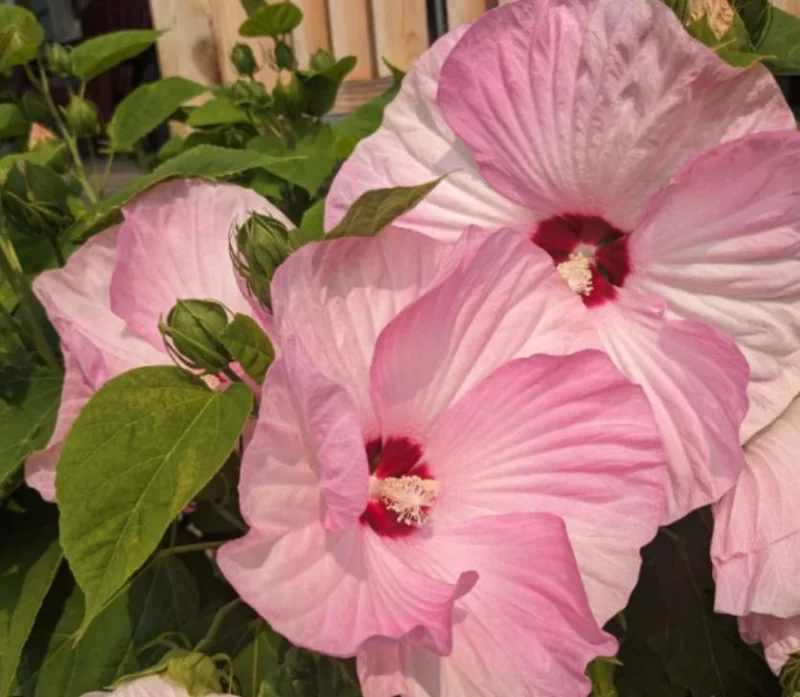 Hardy Luna Hibiscus Mix Live Plant - 2-5 inches Tall - Giant Perennial Flower - Image 2