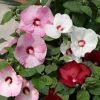 Hardy Luna Hibiscus Mix Live Plant - 2-5 inches Tall - Giant Perennial Flower - Image 1