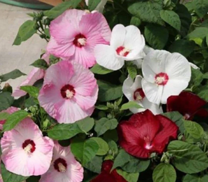 Hardy Luna Hibiscus Mix Live Plant - 2-5 inches Tall - Giant Perennial Flower - Image 1
