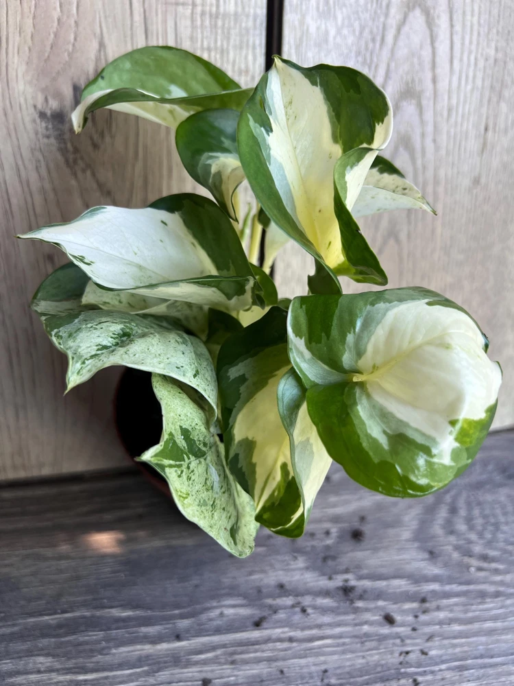 Harlequin Manjula Pothos Live Plant – 4 inch Pot – Variegated Indoor Houseplant - Cannot ship to CA - Image 2