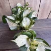Harlequin Manjula Pothos Live Plant – 4 inch Pot – Variegated Indoor Houseplant - Cannot ship to CA - Image 1