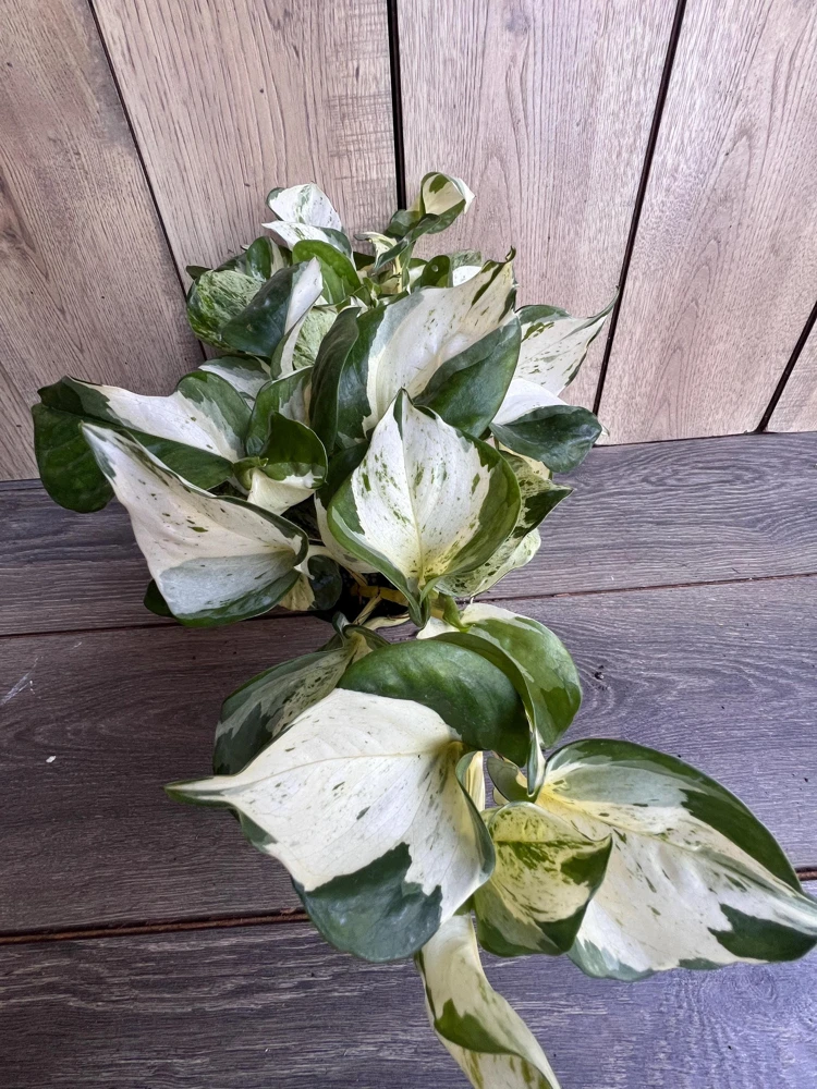 Harlequin Manjula Pothos Live Plant – 4 inch Pot – Variegated Indoor Houseplant - Cannot ship to CA - Image 1