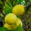 Harvey Lemon Tree Live Plant – Grafted Citrus – 1/2 Gallon Pot – Outdoor - Cannot ship to CA - Image 1