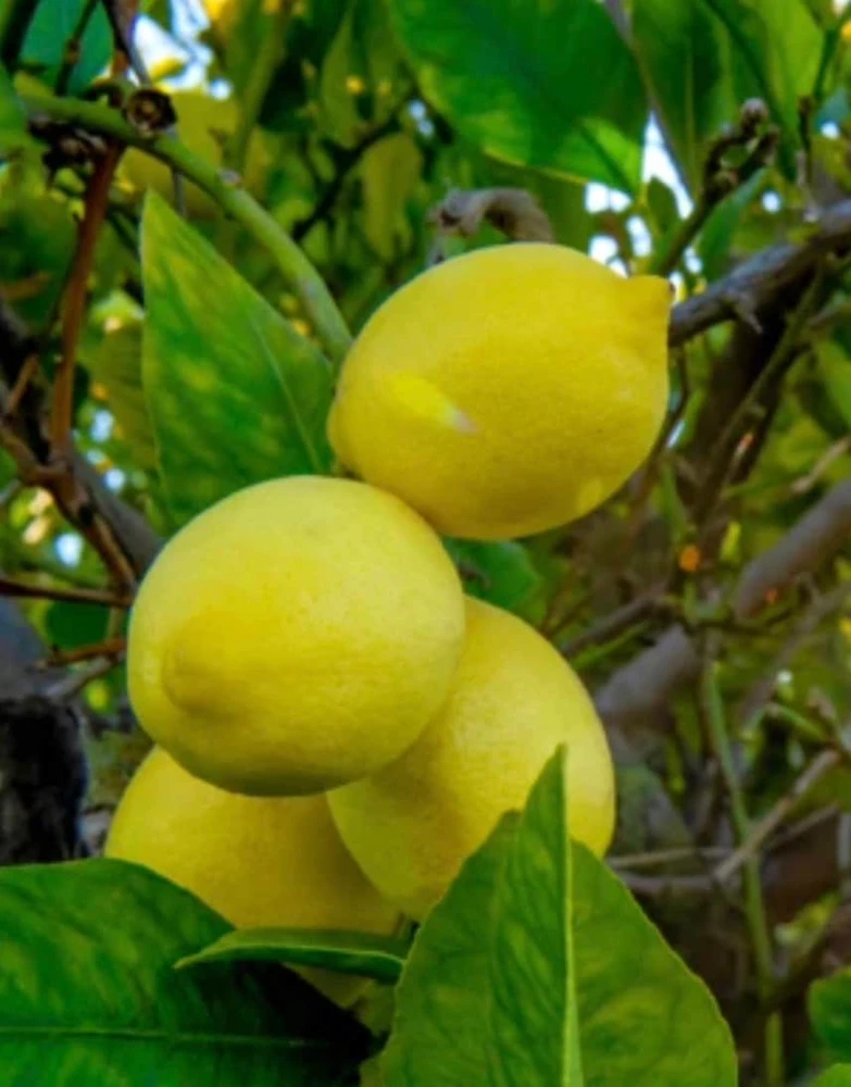 Harvey Lemon Tree Live Plant – Grafted Citrus – 1/2 Gallon Pot – Outdoor - Cannot ship to CA - Image 1