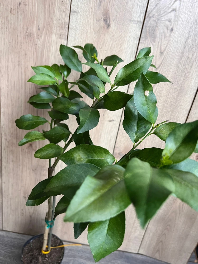 Harvey Lemon Tree Live Plant – Grafted Citrus – 1/2 Gallon Pot – Outdoor - Cannot ship to CA - Image 2