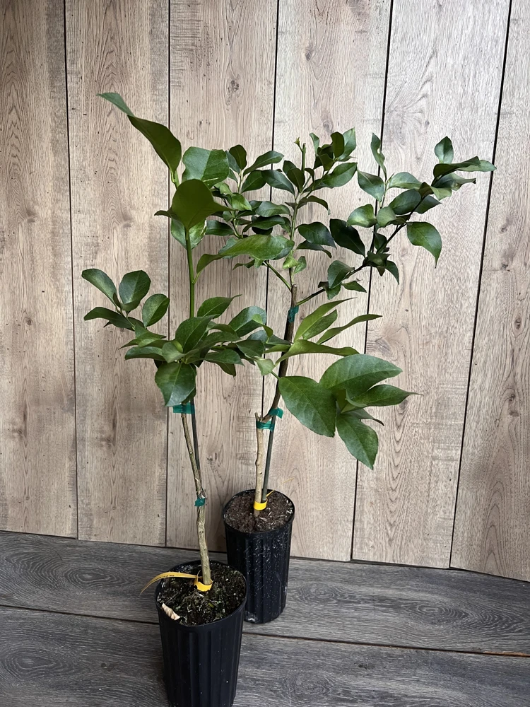 Harvey Lemon Tree Live Plant – Grafted Citrus – 1/2 Gallon Pot – Outdoor - Cannot ship to CA - Image 3