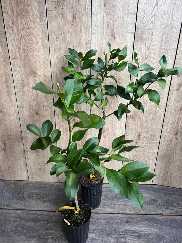 Harvey Lemon Tree Live Plant – Grafted Citrus – 1/2 Gallon Pot – Outdoor - Cannot ship to CA - Image 4