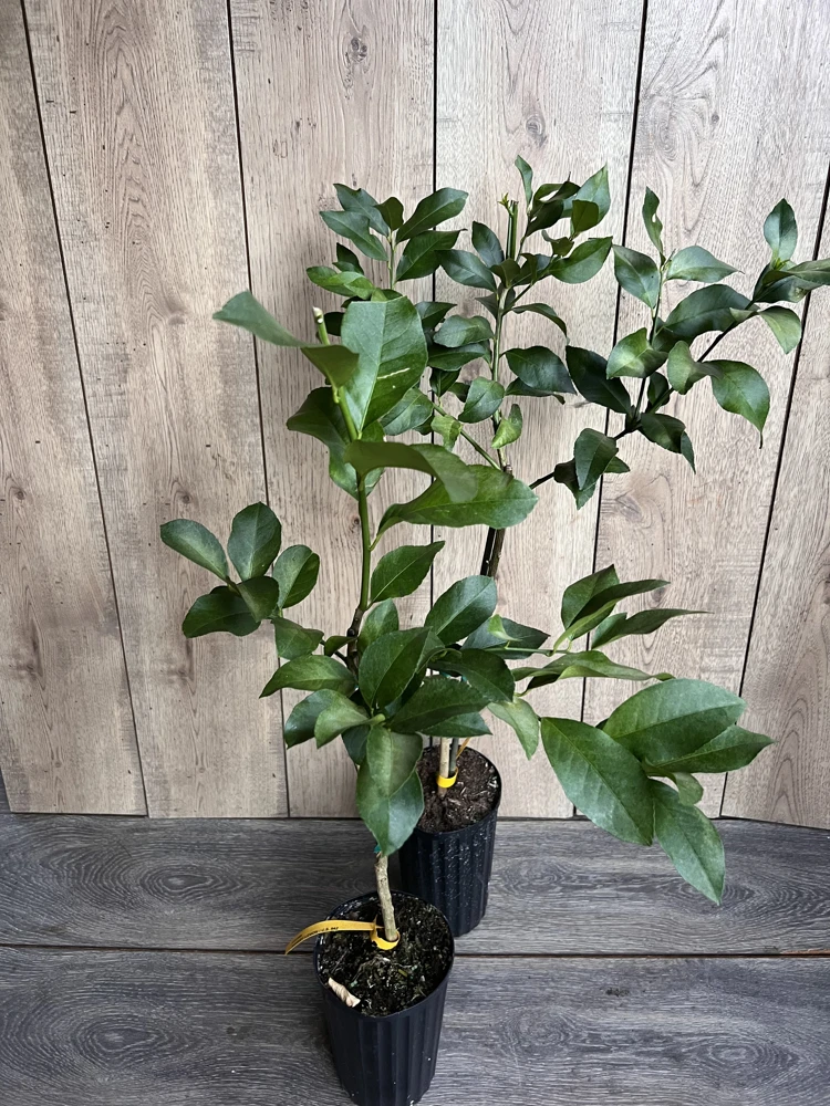 Harvey Lemon Tree Live Plant – Grafted Citrus – 1/2 Gallon Pot – Outdoor - Cannot ship to CA - Image 5
