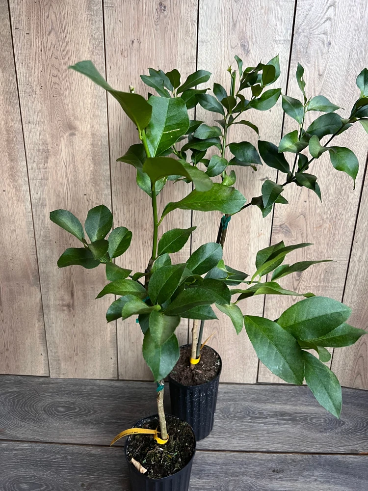 Harvey Lemon Tree Live Plant – Grafted Citrus – 1/2 Gallon Pot – Outdoor - Cannot ship to CA - Image 6