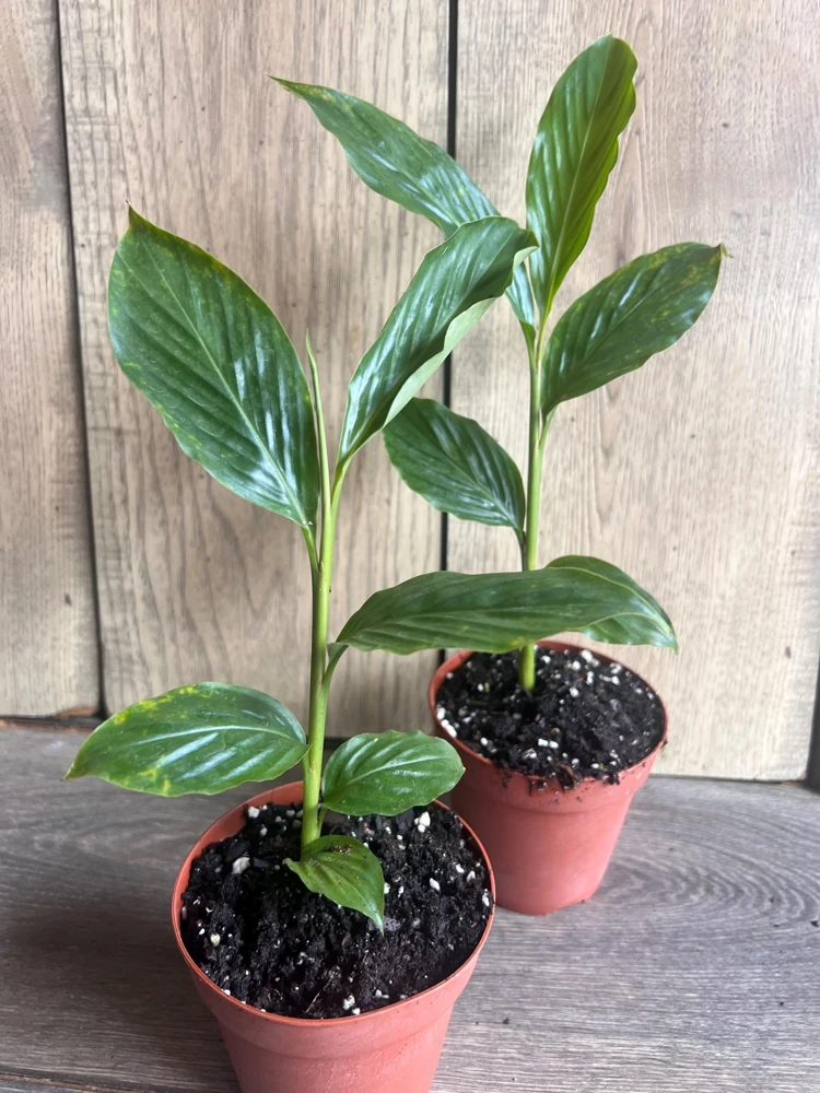 Hawaiian Pink Ginger Live Plant – Alpinia Purpurata – 4 Inch Pot – Tropical - Cannot ship to CA - Image 2