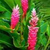 Hawaiian Pink Ginger Live Plant – Alpinia Purpurata – 4 Inch Pot – Tropical - Cannot ship to CA - Image 1