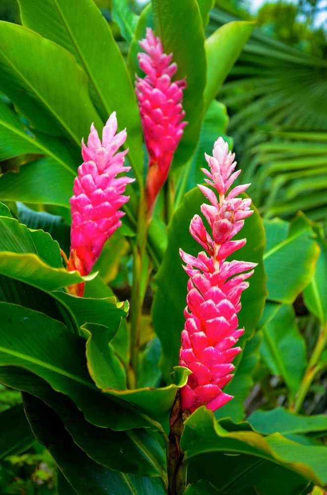 Hawaiian Pink Ginger Live Plant – Alpinia Purpurata – 4 Inch Pot – Tropical - Cannot ship to CA - Image 1