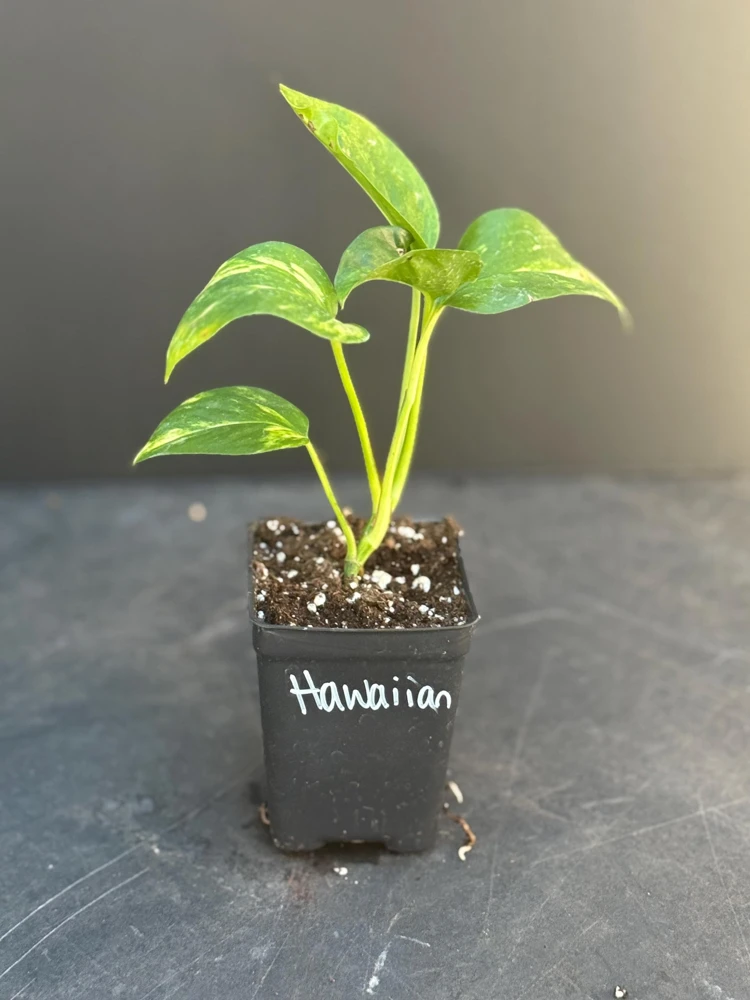Hawaiian Pothos Live Plant – Indoor Houseplant with Golden Variegation, Starter - Image 2