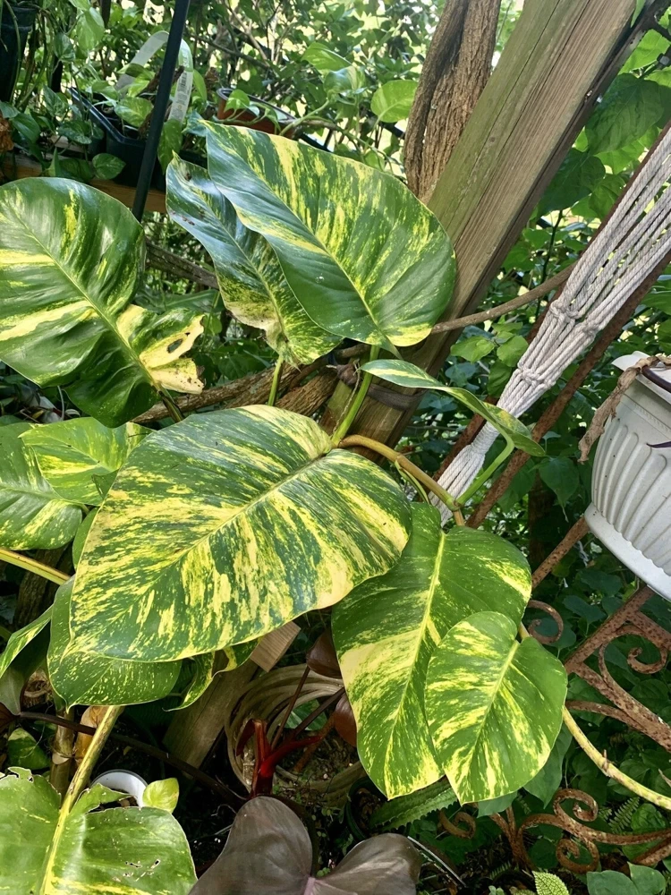 Hawaiian Pothos Live Plant – Indoor Houseplant with Golden Variegation, Starter - Image 3
