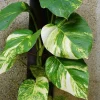 Hawaiian Pothos Live Plant – Indoor Houseplant with Golden Variegation, Starter - Image 1
