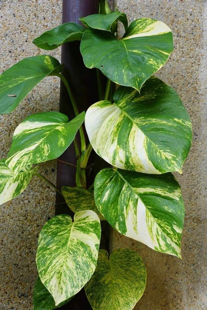 Hawaiian Pothos Live Plant – Indoor Houseplant with Golden Variegation, Starter - Image 1