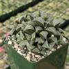 Haworthia Emelyae Live Plant - Fuzzy Succulent, Easy Care, 3 inch Pot - Image 1