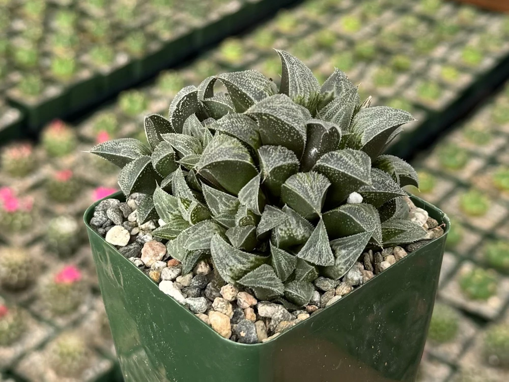 Haworthia Emelyae Live Plant - Fuzzy Succulent, Easy Care, 3 inch Pot - Image 1