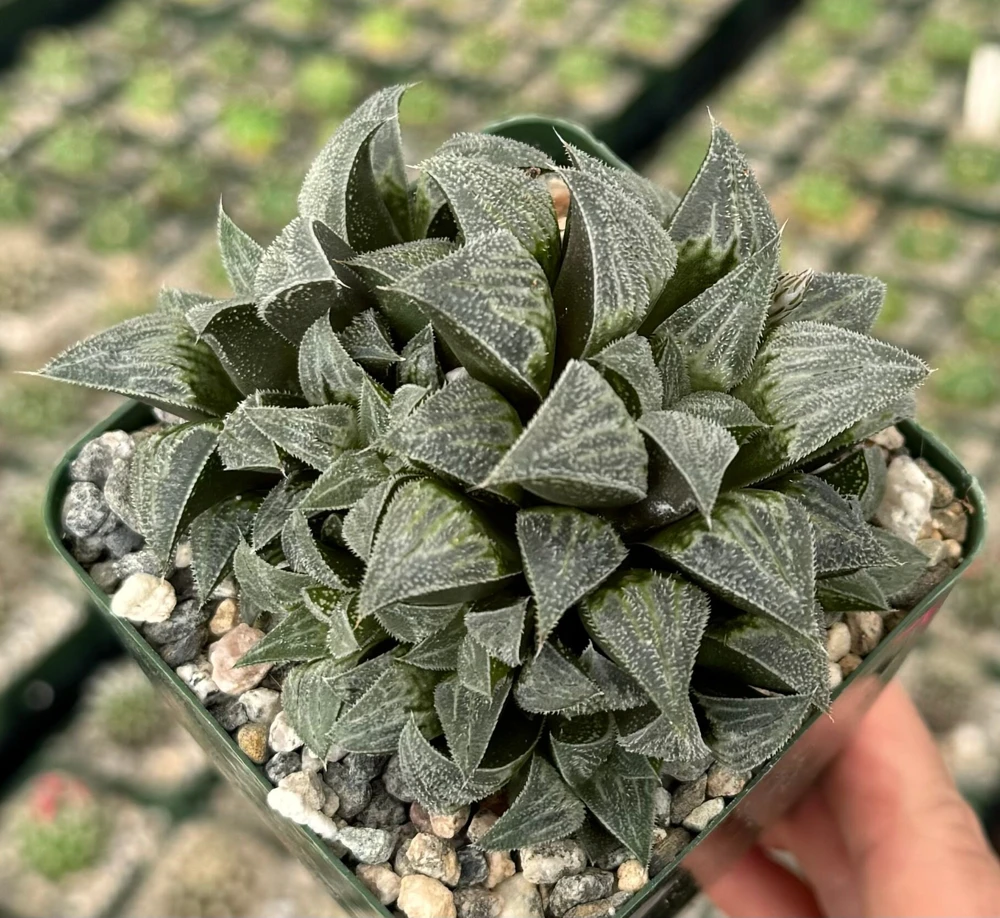 Haworthia Emelyae Live Plant - Fuzzy Succulent, Easy Care, 3 inch Pot - Image 2