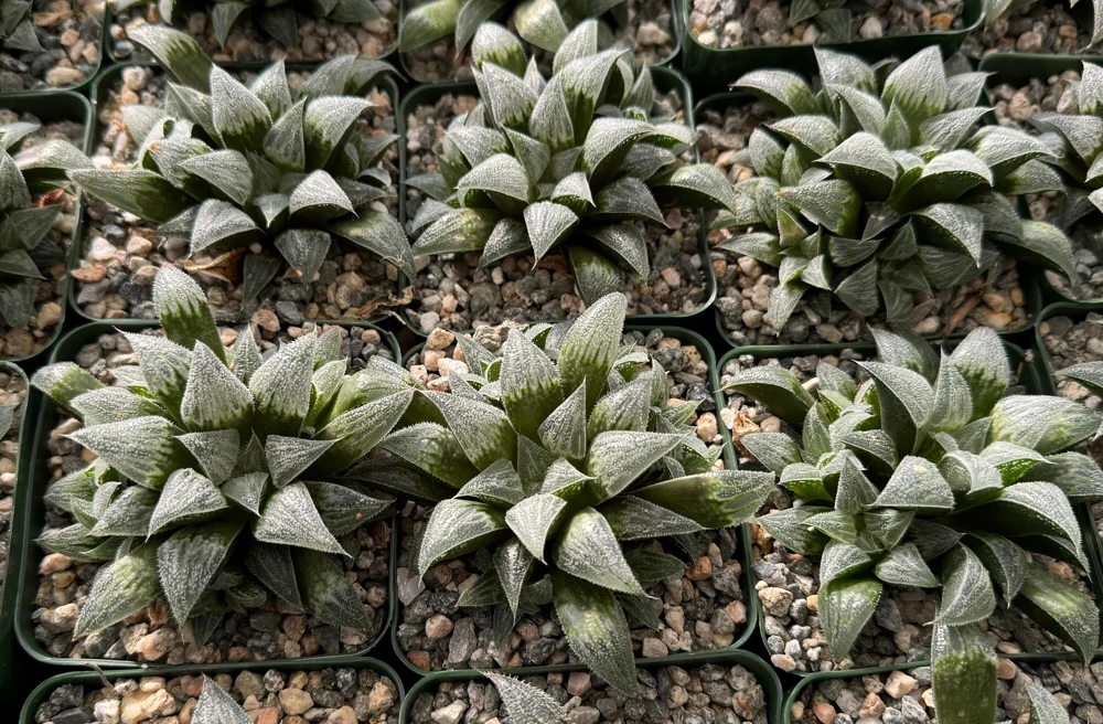 Haworthia Emelyae Live Plant - Fuzzy Succulent, Easy Care, 3 inch Pot - Image 3
