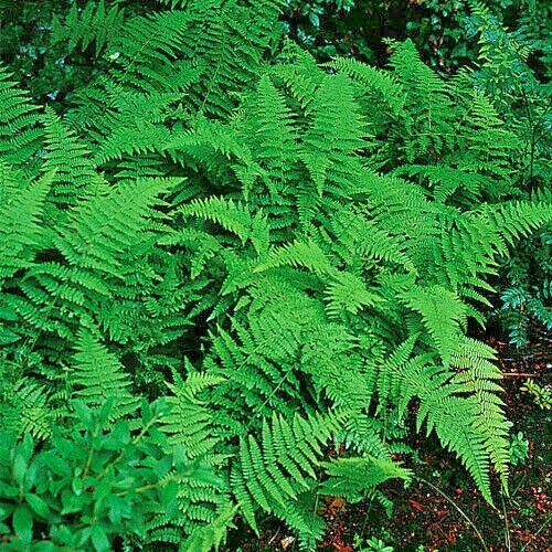 Hay Scented Fern Live Plant – Dennstaedtia punctilobula – 20 Clumps Outdoor - Image 1