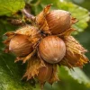 Hazelnut Tree Live Plant – American Hazelnut – Quart Pot – Outdoor Shrub - Image 1