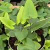 Heart Fern Live Plant - Hemionitis Arifolia Houseplant in 4 inch Pot - Image 1