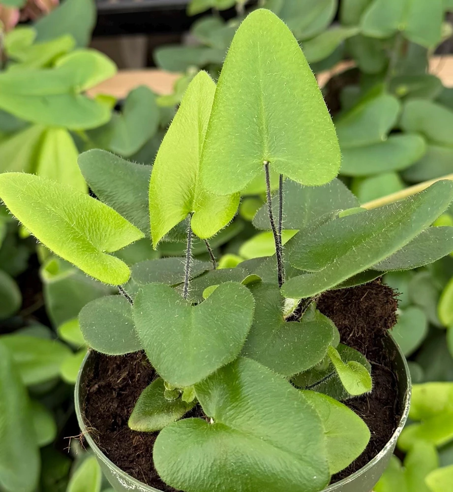 Heart Fern Live Plant - Hemionitis Arifolia Houseplant in 4 inch Pot - Image 1
