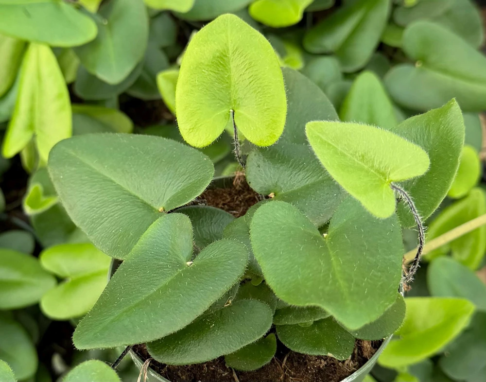 Heart Fern Live Plant - Hemionitis Arifolia Houseplant in 4 inch Pot - Image 3