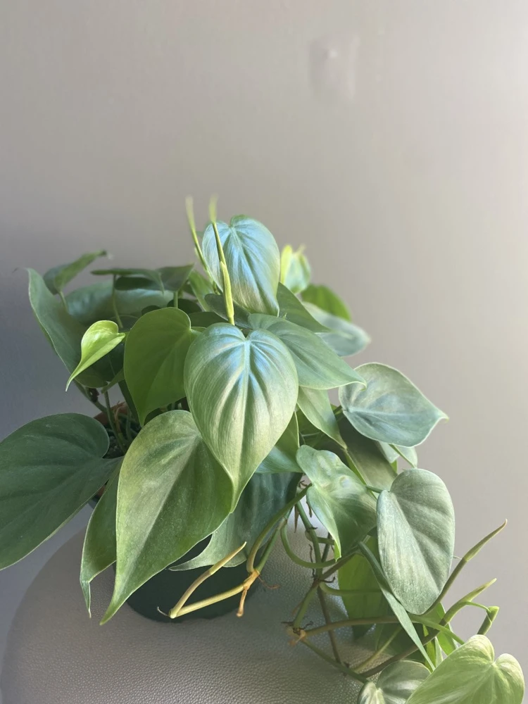 Heartleaf Philodendron Live Plant - 6 inch Potted Indoor Vining Houseplant - Cannot ship to CA - Image 2